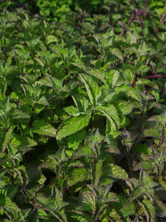Mentha × piperita f. citrata 'Grapefruit'