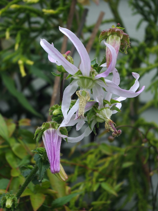 Michauxia campanuloides
