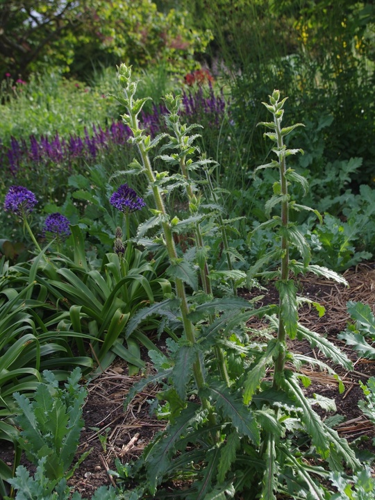 Michauxia campanuloides