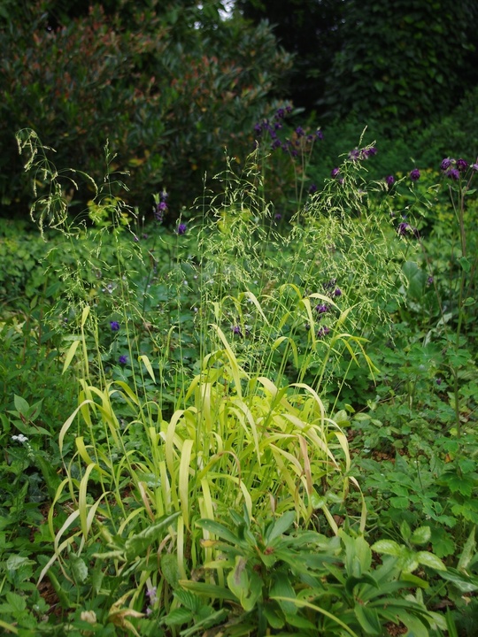 Milium effusum 'Aureum'