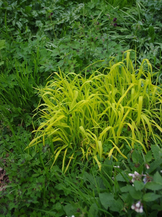 Milium effusum 'Aureum'