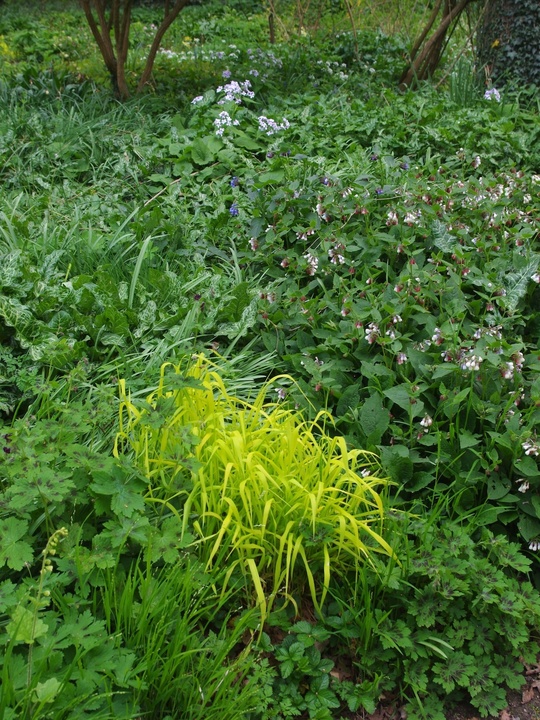 Milium effusum 'Aureum'