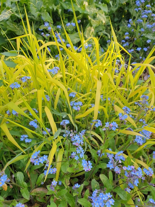 Milium effusum 'Aureum'