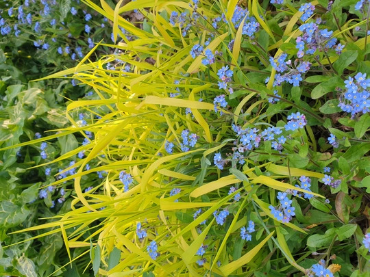 Milium effusum 'Aureum'