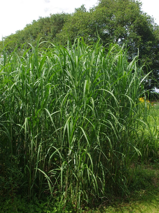 Miscanthus sacchariflorus