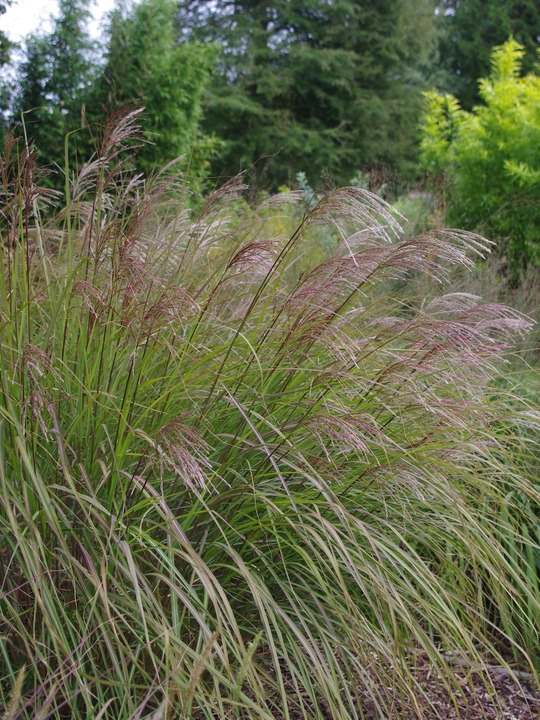 Miscanthus sinensis 'Beth Chatto'