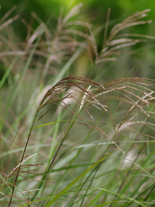 Miscanthus sinensis 'Beth Chatto'