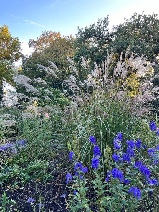 Miscanthus sinensis 'Beth Chatto'