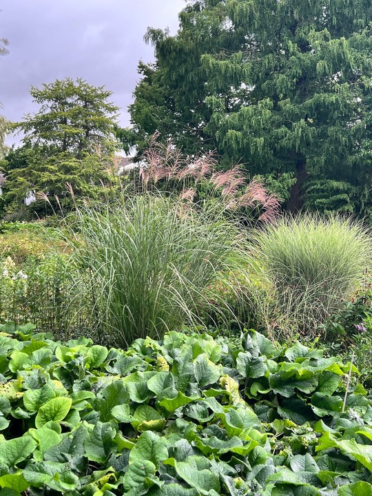 Miscanthus sinensis 'Beth Chatto'