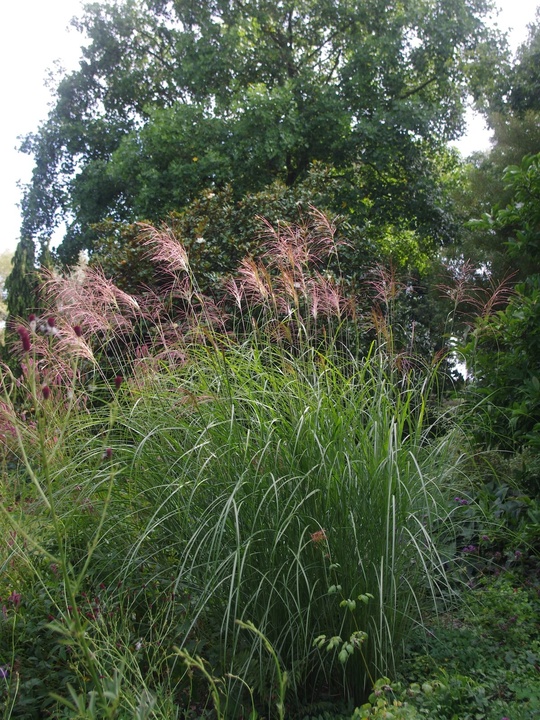 Miscanthus sinensis 'Beth Chatto'