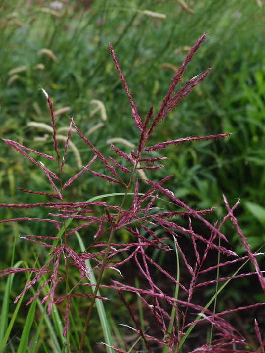 Miscanthus sinensis 'Ferner Osten'