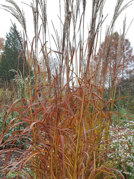 Miscanthus sinensis 'Ghana'