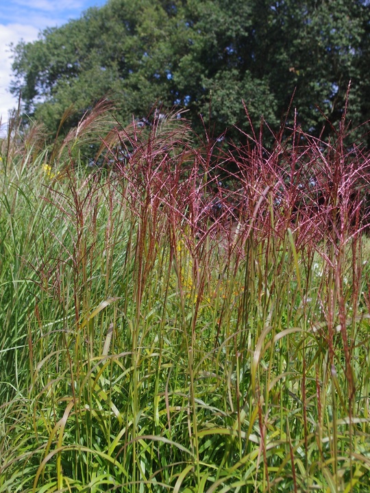 Miscanthus sinensis 'Ghana'