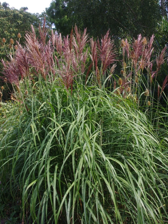 Miscanthus sinensis 'Malepartus'