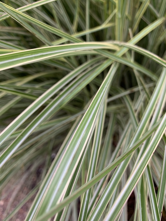 Miscanthus sinensis 'Morning Light'