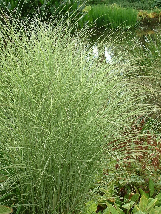 Miscanthus sinensis 'Morning Light'