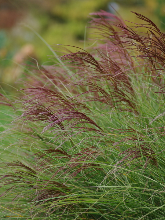 Miscanthus sinensis 'Morning Light'