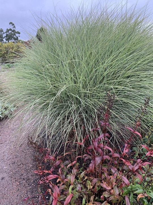 Miscanthus sinensis 'Morning Light'