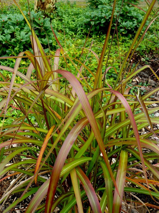Miscanthus sinensis 'Navajo'