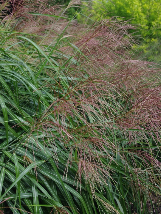 Miscanthus sinensis 'Poseidon'