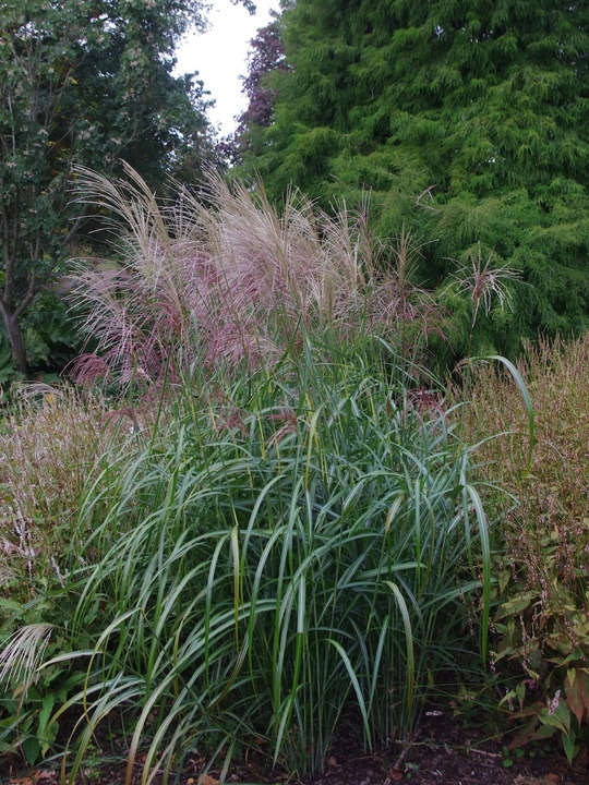 Miscanthus sinensis 'Poseidon'
