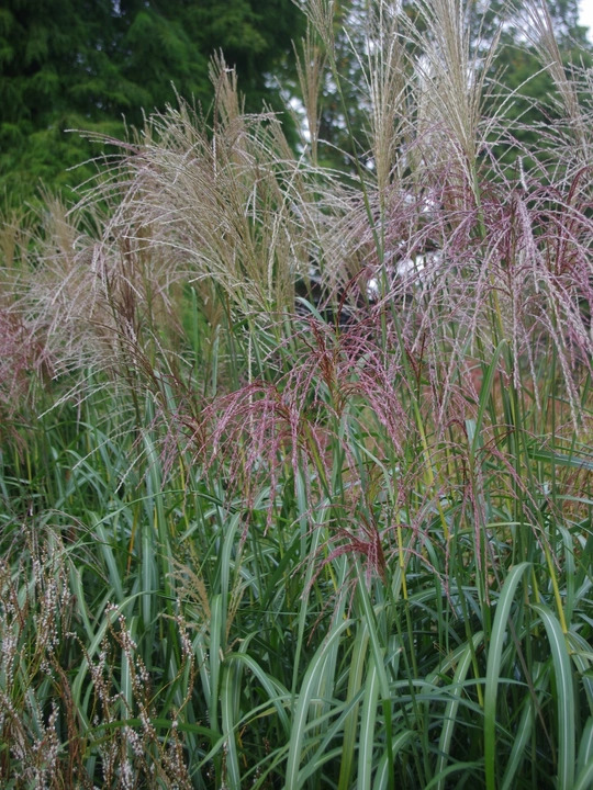Miscanthus sinensis 'Poseidon'