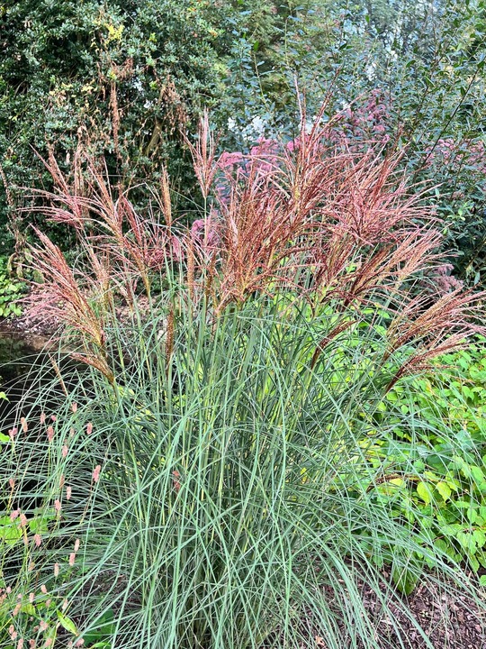 Miscanthus sinensis [Sunlit Satin] ('Robtin')