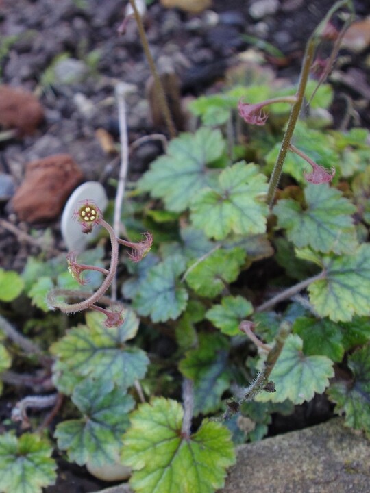 Mitella yoshinagae B&SWJ 4893