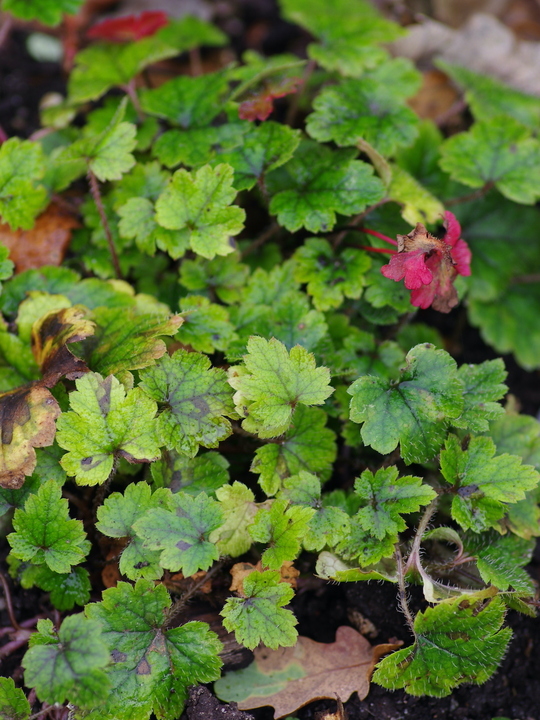 Mitella yoshinagae B&SWJ 4893