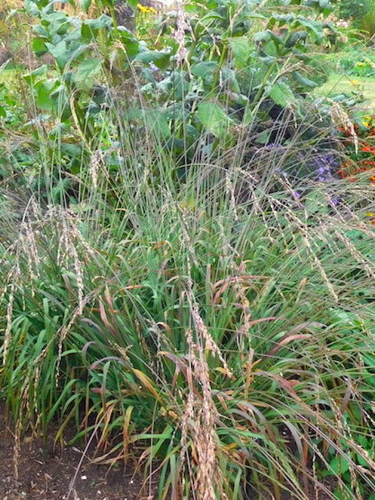 Molinia caerulea subsp. arundinacea 'Les Ponts de Cé'