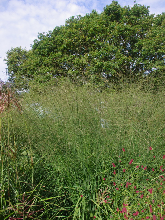 Molinia caerulea subsp. arundinacea 'Bergfreund' 