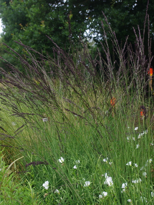 Molinia caerulea subsp. arundinacea 'Black Arrows'