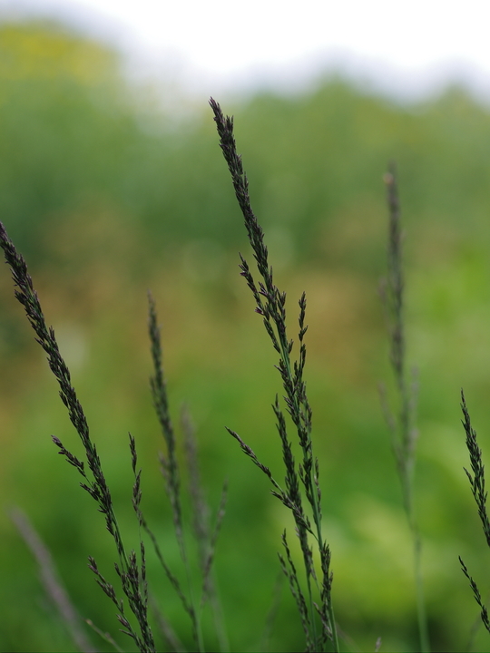 Molinia caerulea subsp. arundinacea 'Black Arrows'