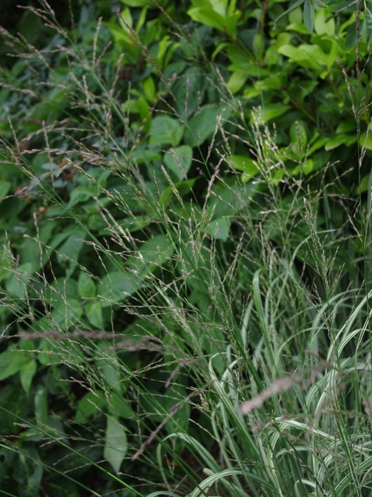 Molinia caerulea subsp. arundinacea 'Js Mostenveld'