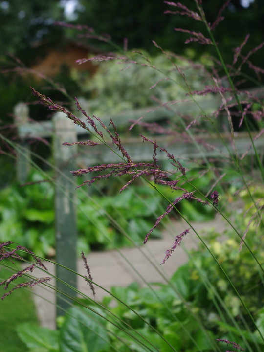 Molinia caerulea subsp. arundinacea 'Js Mostenveld'