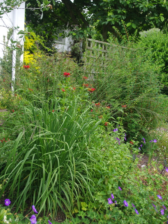 Molinia caerulea subsp. arundinacea 'Les Ponts de Cé'