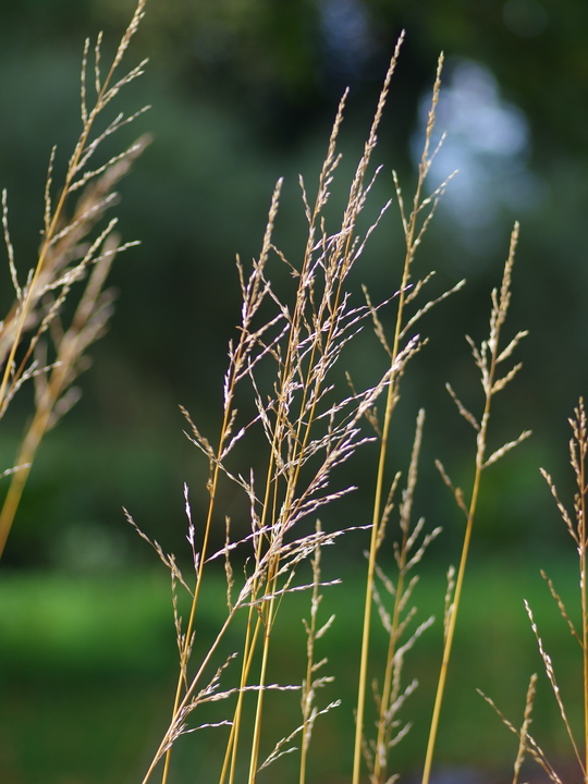 Molinia caerulea subsp. arundinacea 'Liebreiz'