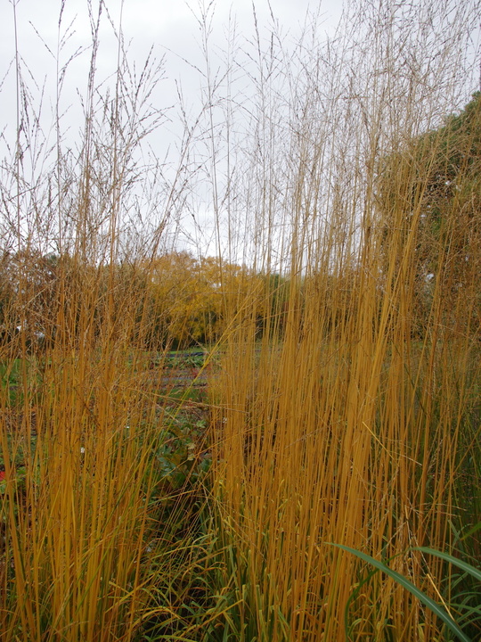 Molinia caerulea subsp. arundinacea 'Liebreiz'