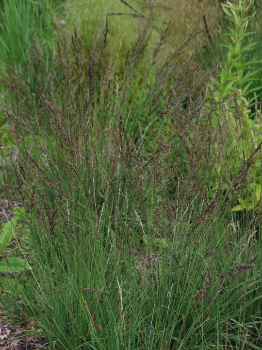 Molinia caerulea subsp. caerulea 'Dark Defender'