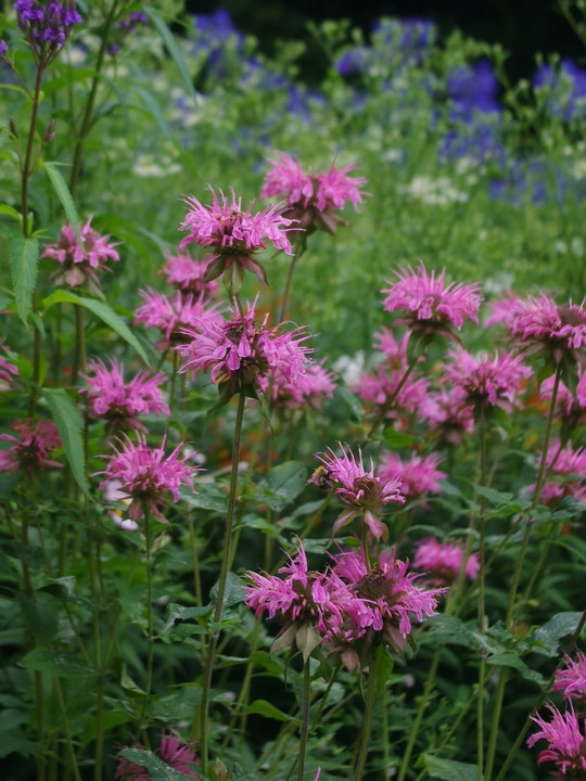 Monarda 'Croftway Pink'