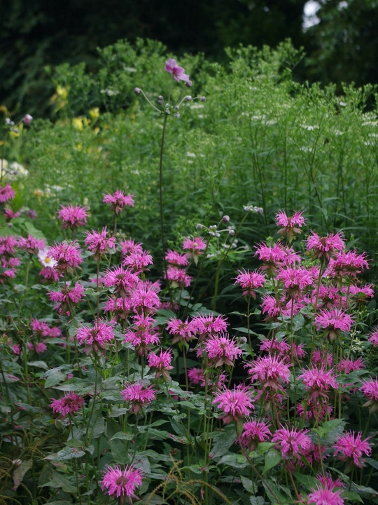Monarda 'Croftway Pink'