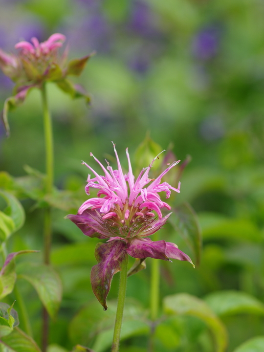 Monarda 'Croftway Pink' - Beth Chatto's Plants & Gardens
