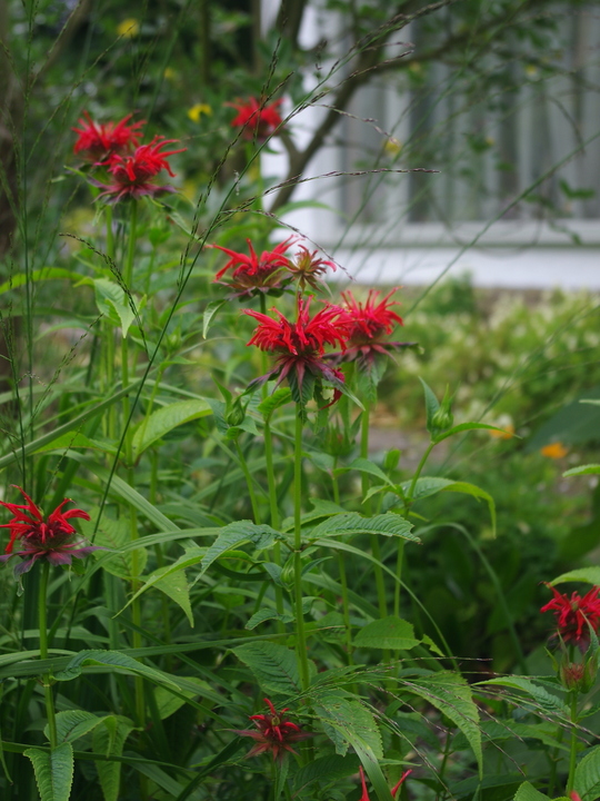 Monarda didyma x fistulosa 'Oneida'