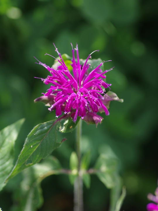 Monarda 'Westacre Purple'