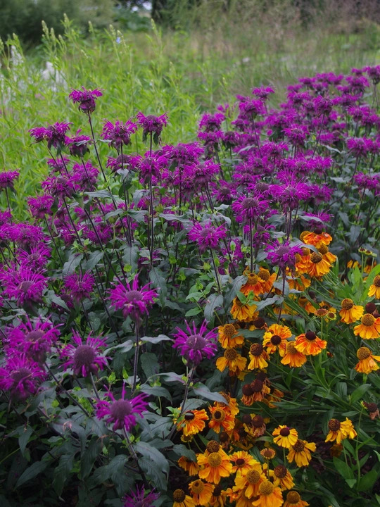 Monarda 'Westacre Purple'