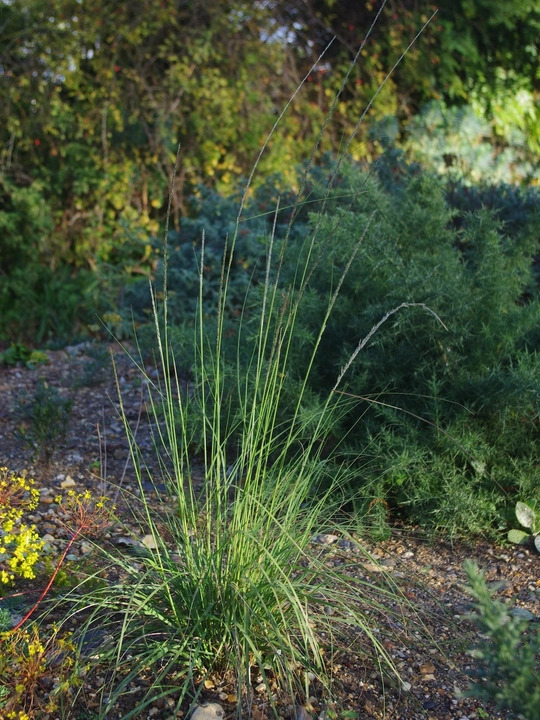 Muhlenbergia rigens