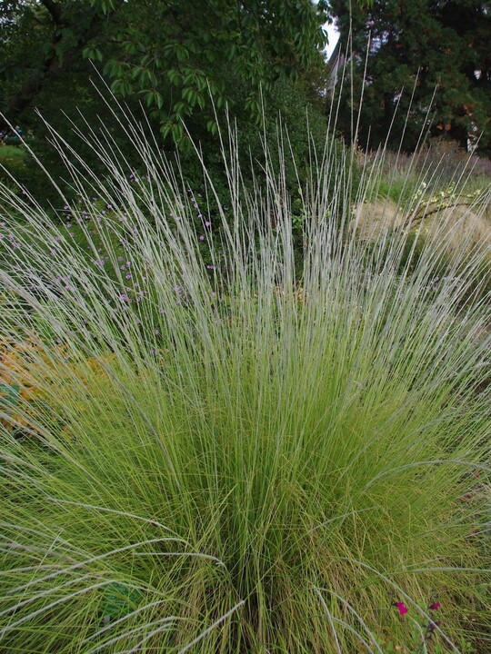 Muhlenbergia rigens