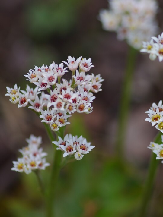 Mukdenia rossii 'Karasuba'