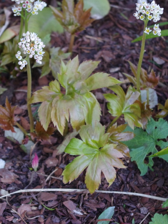 Mukdenia rossii 'Karasuba'