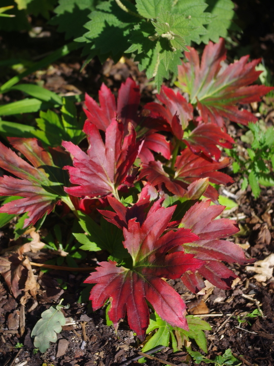 Mukdenia rossii 'Karasuba'